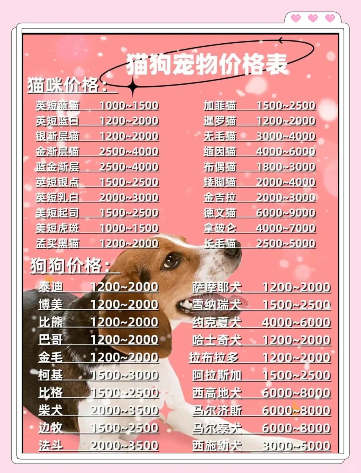 九游体育登录-球员的宠物合集：有狗有猫还有羊？